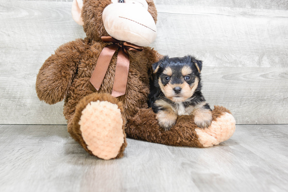 Morkie Puppy for Adoption