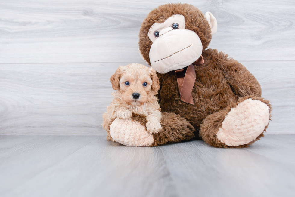 Fluffy Cavapoo Poodle Mix Pup