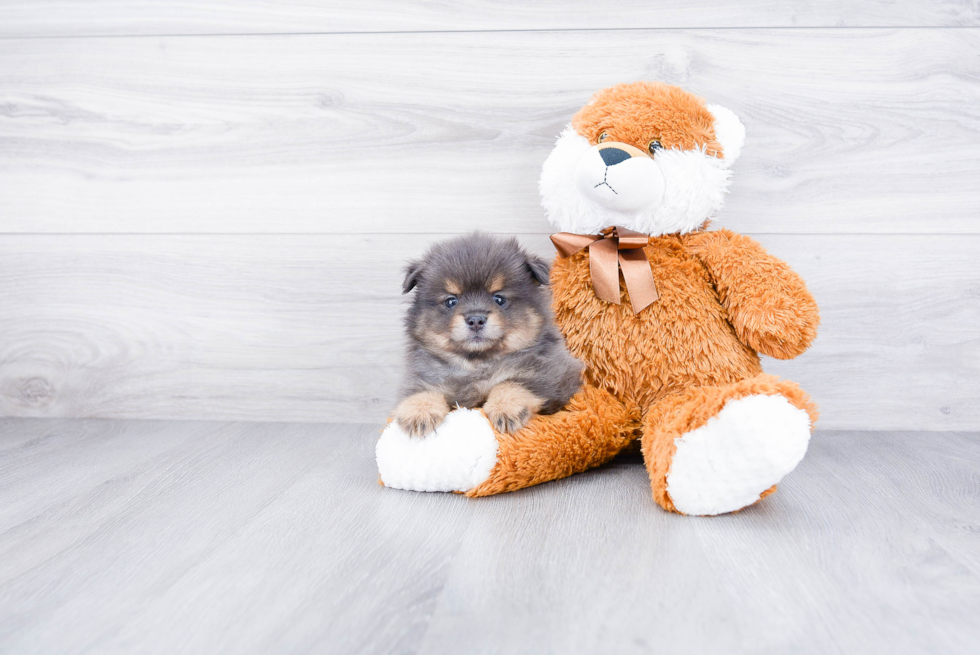 Akc Registered Pomeranian Baby