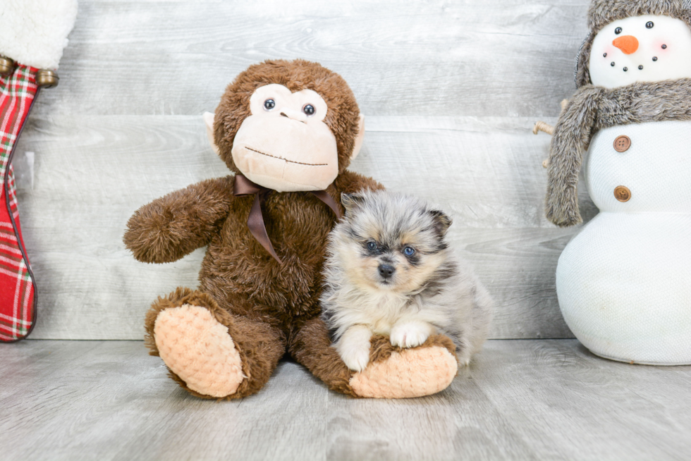 Small Pomeranian Purebred Pup