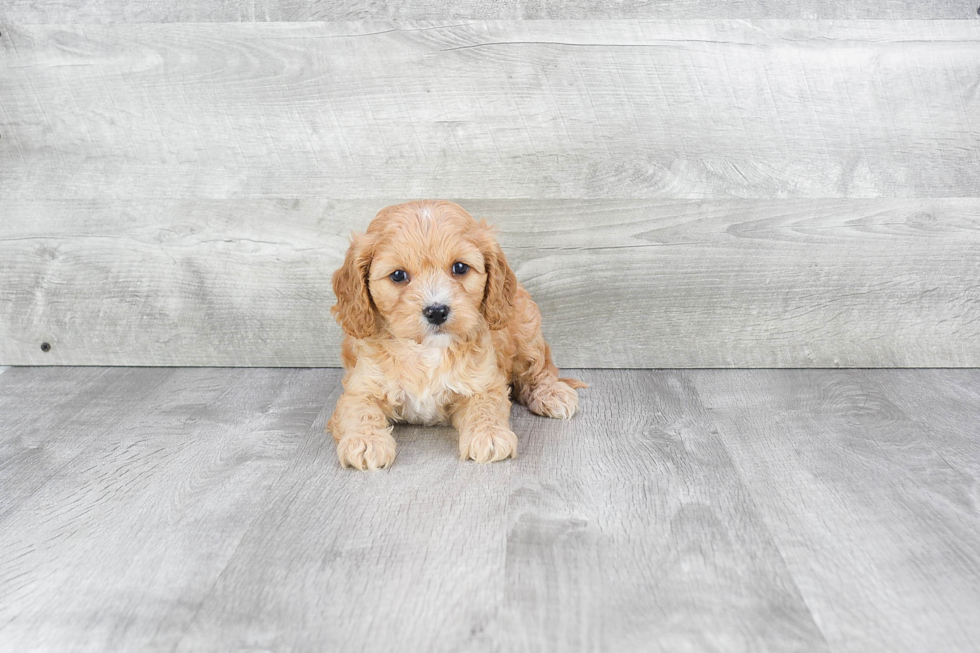 Cavapoo Puppy for Adoption