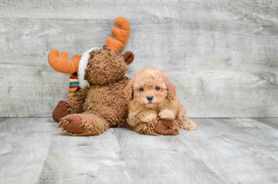 Cavapoo Pup Being Cute