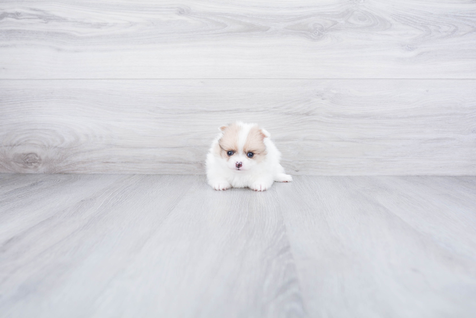 Pomeranian Pup Being Cute