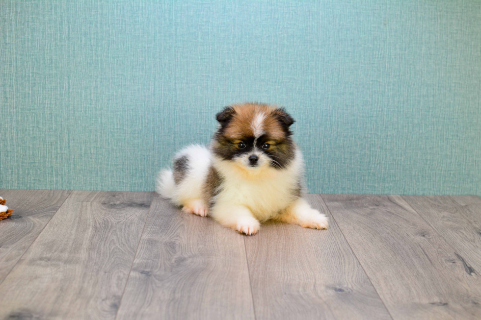 Pomeranian Puppy for Adoption