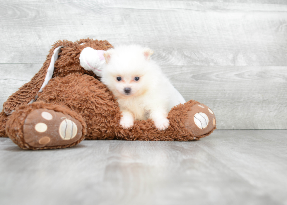 Funny Pomeranian Purebred Pup