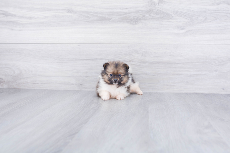 Little Pomeranian Purebred Pup