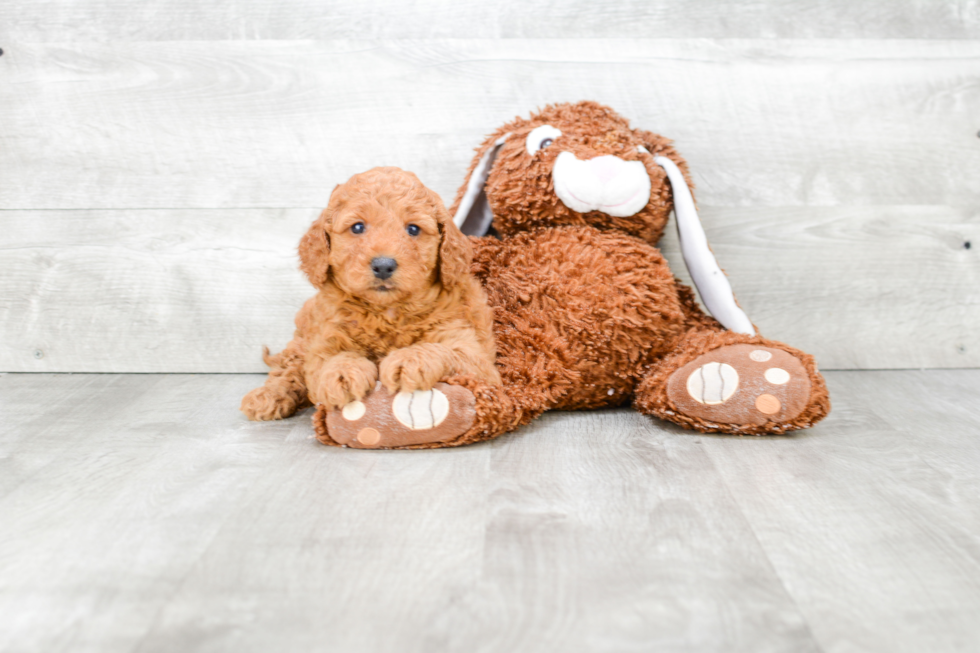 Petite Mini Goldendoodle Poodle Mix Pup