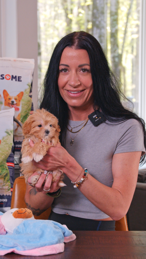 Premier Pups 4 Quick Maltipoo Truths Nobody Tells You | Maltipoo Puppies are becoming Americas top dog Trending Video