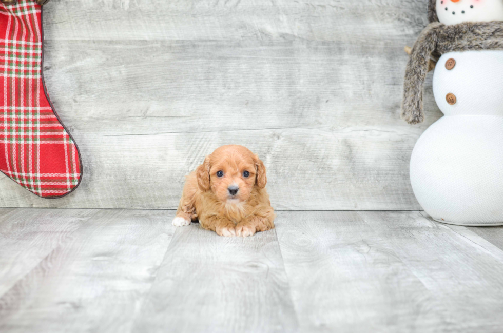 Sweet Cavapoo Baby