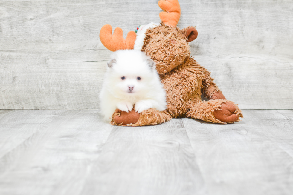 Sweet Pomeranian Purebred Puppy