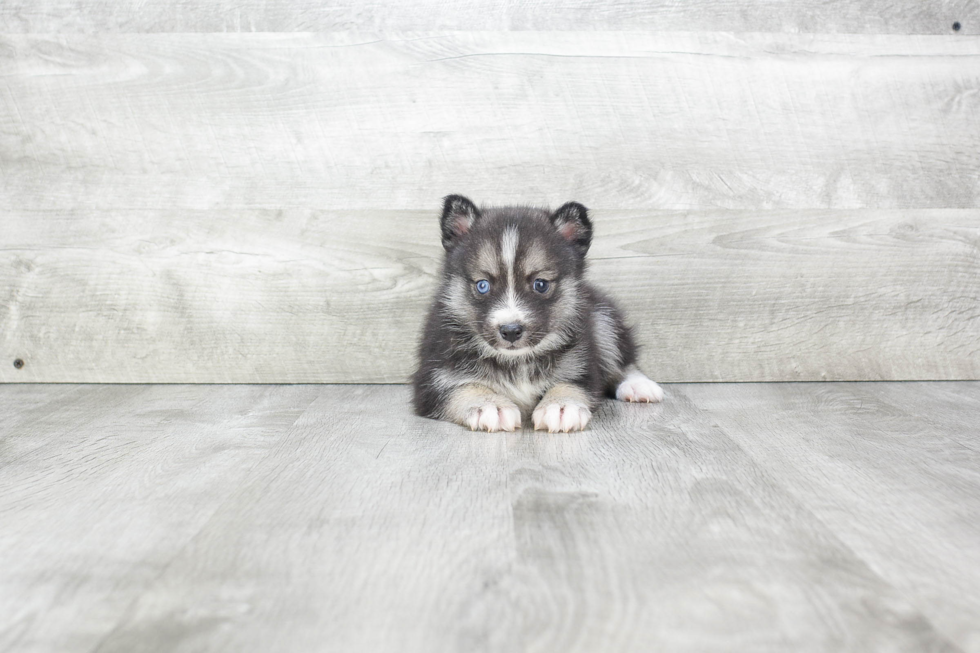 Pomsky Pup Being Cute