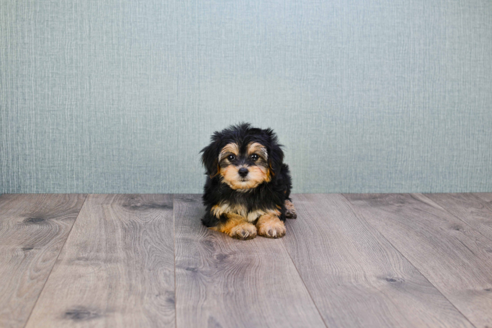 Funny Yorkie Poo Poodle Mix Pup