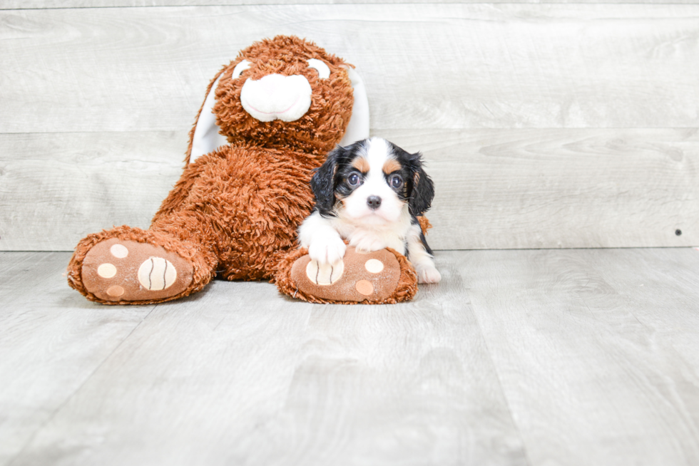 Petite Cavalier King Charles Spaniel Purebred Puppy