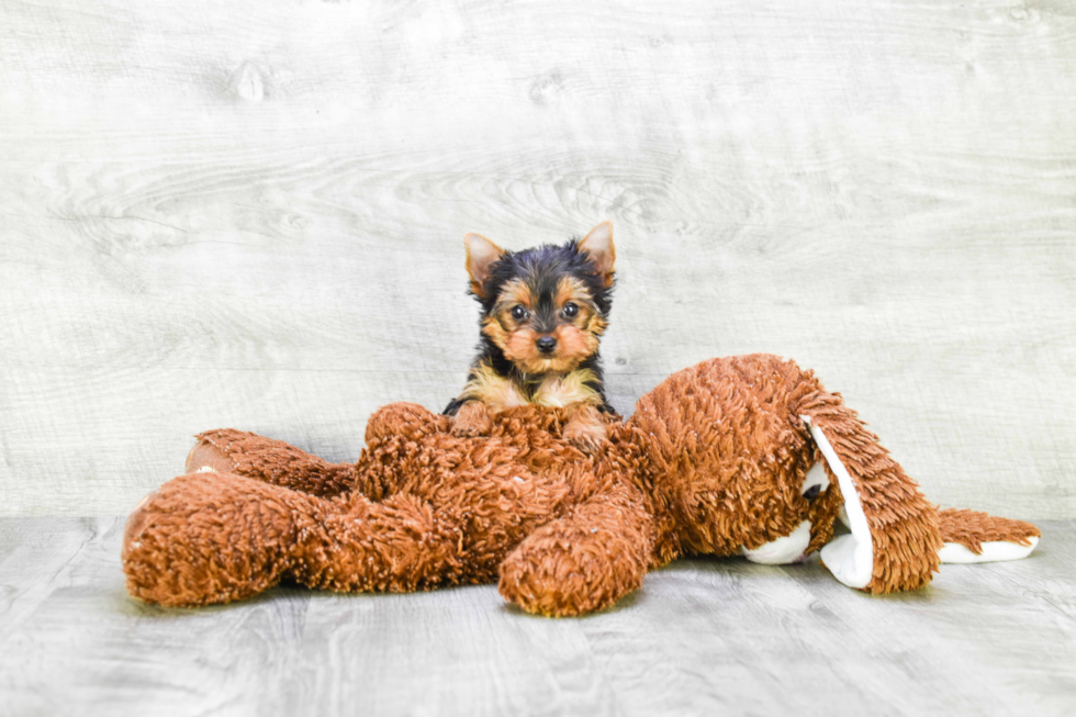 Meet Twinkle - our Yorkshire Terrier Puppy Photo 