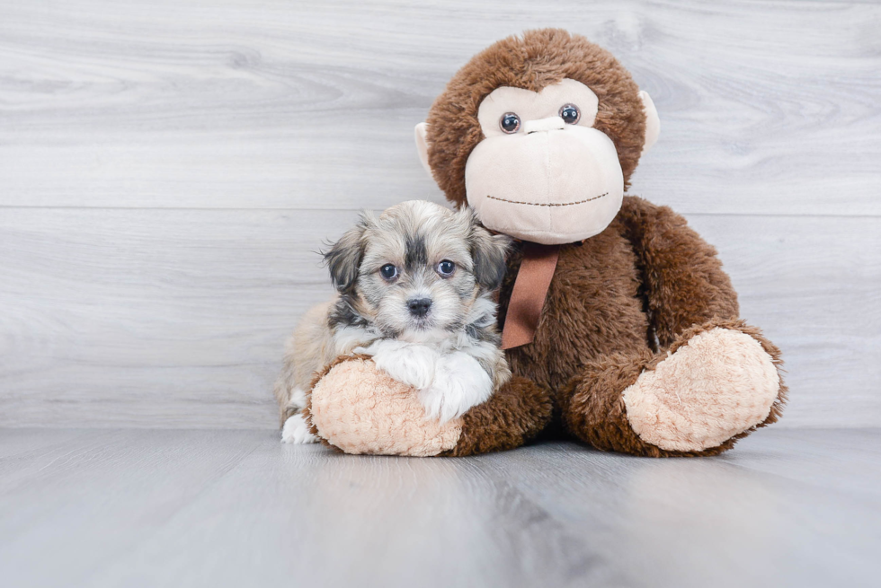 Havanese Pup Being Cute