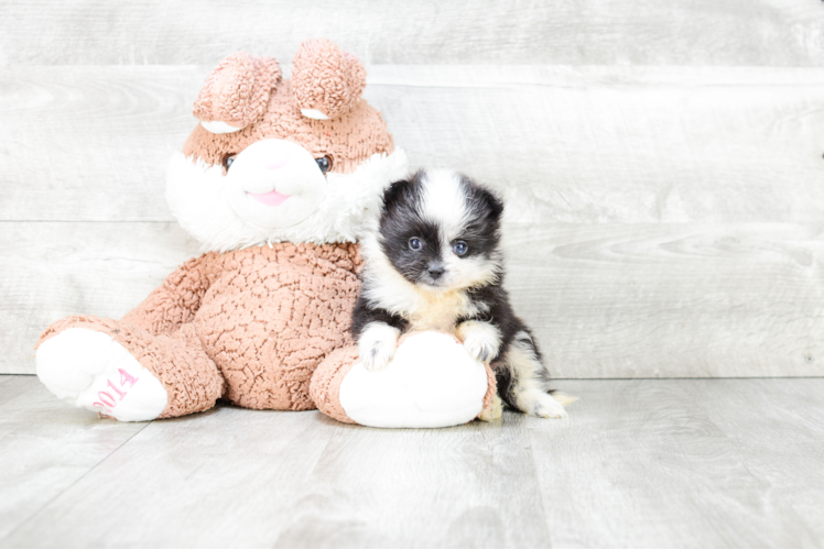 Pomeranian Puppy for Adoption