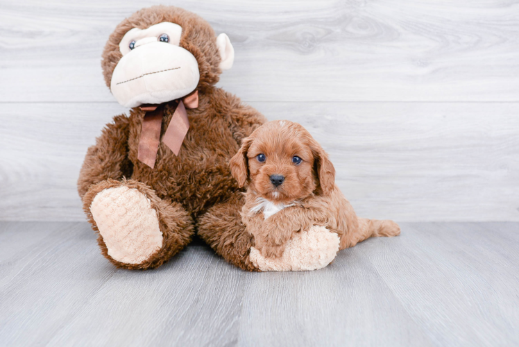 Popular Cavapoo Poodle Mix Pup