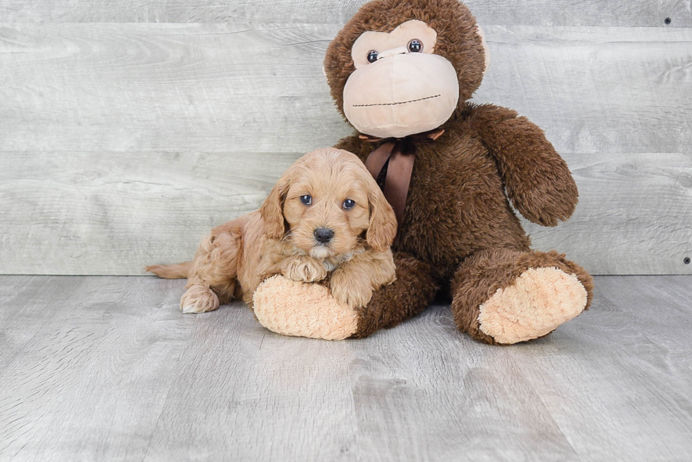 Playful Cavoodle Poodle Mix Puppy