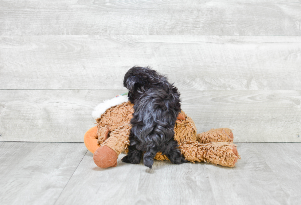 Fluffy Morkie Designer Pup