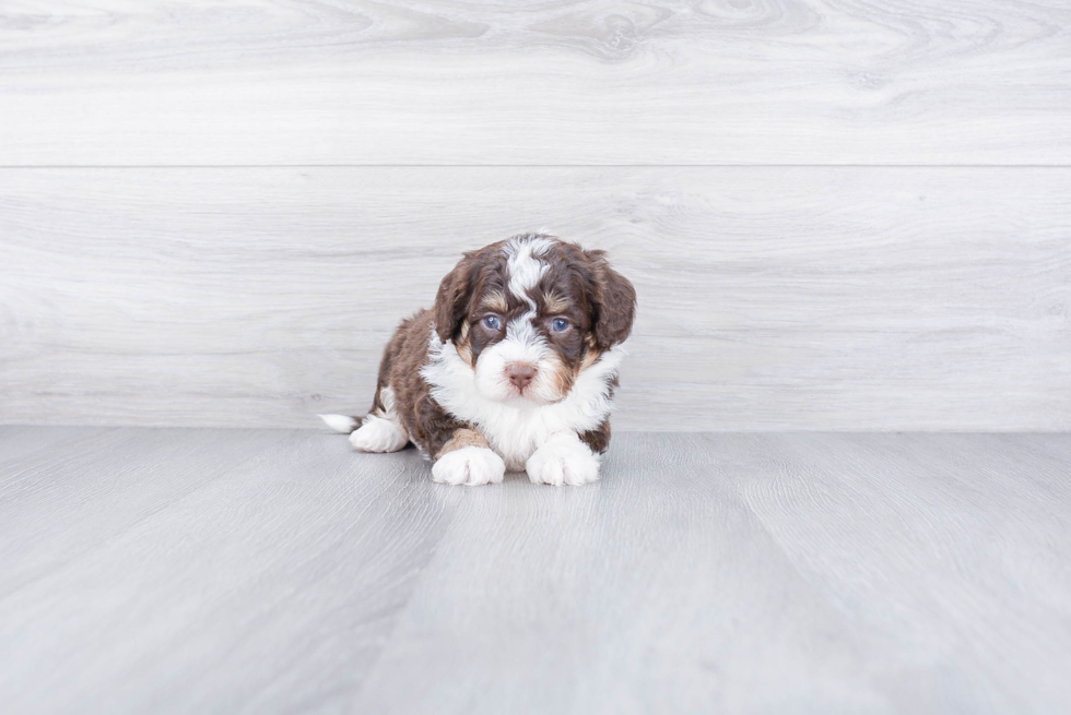 Best Mini Bernedoodle Baby