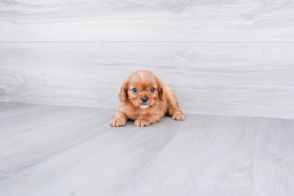 Cavalier King Charles Spaniel Puppy for Adoption