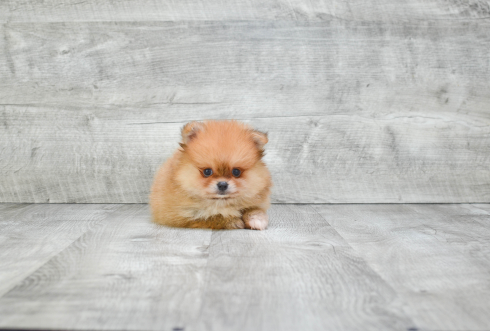 Hypoallergenic Pomeranian Purebred Pup