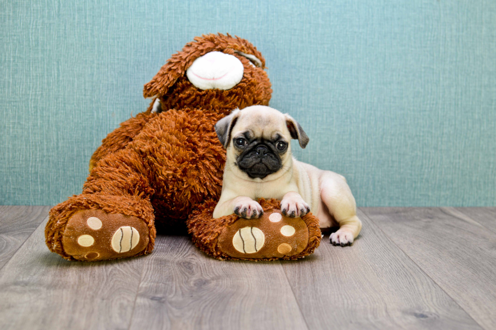 Cute Pug Purebred Puppy