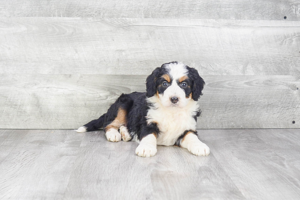 Smart Mini Bernedoodle Poodle Mix Pup