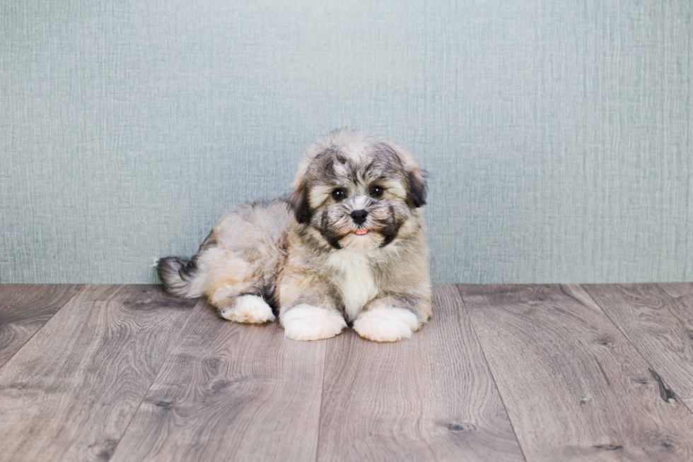 Havanese Pup Being Cute