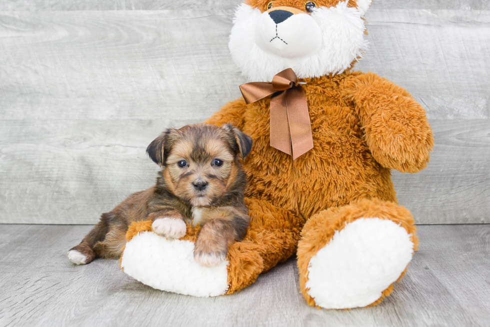 Adorable Shorkie Designer Puppy