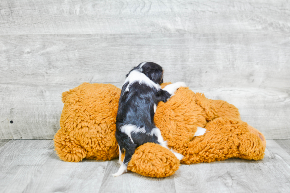 Cavalier King Charles Spaniel Pup Being Cute