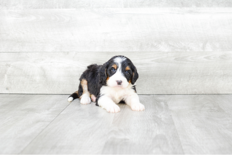 Mini Bernedoodle Puppy for Adoption