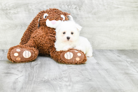 Small Maltese Purebred Pup