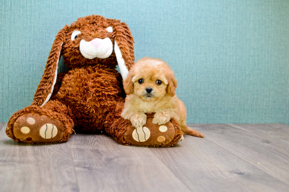 Cavapoo Puppy for Adoption