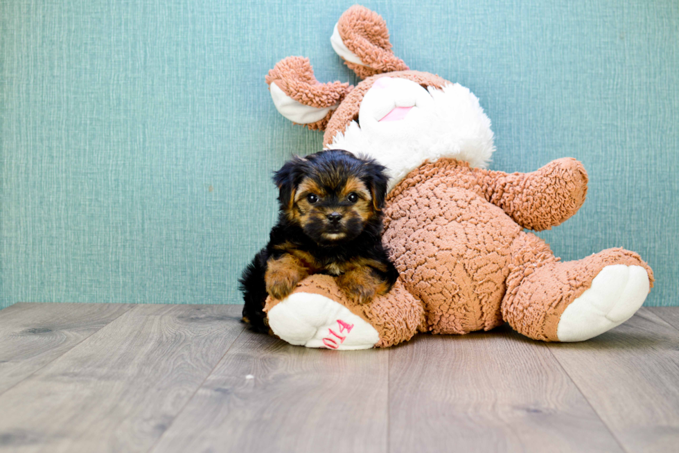 Meet Rascal - our Yorkshire Terrier Puppy Photo 