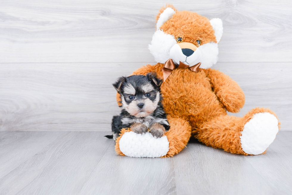 Morkie Pup Being Cute