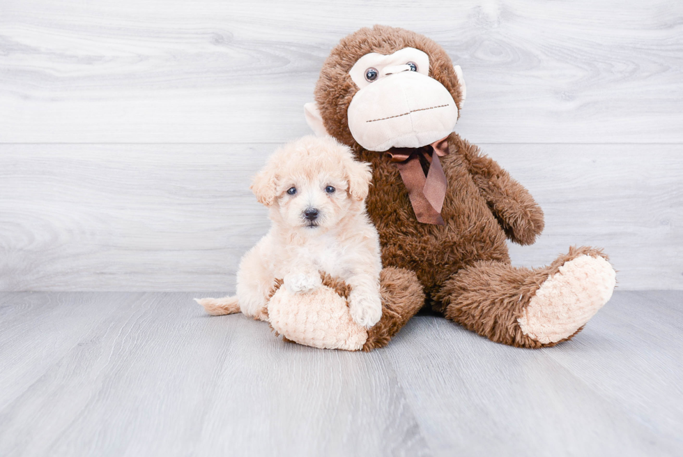 Hypoallergenic Havanese Purebred Pup