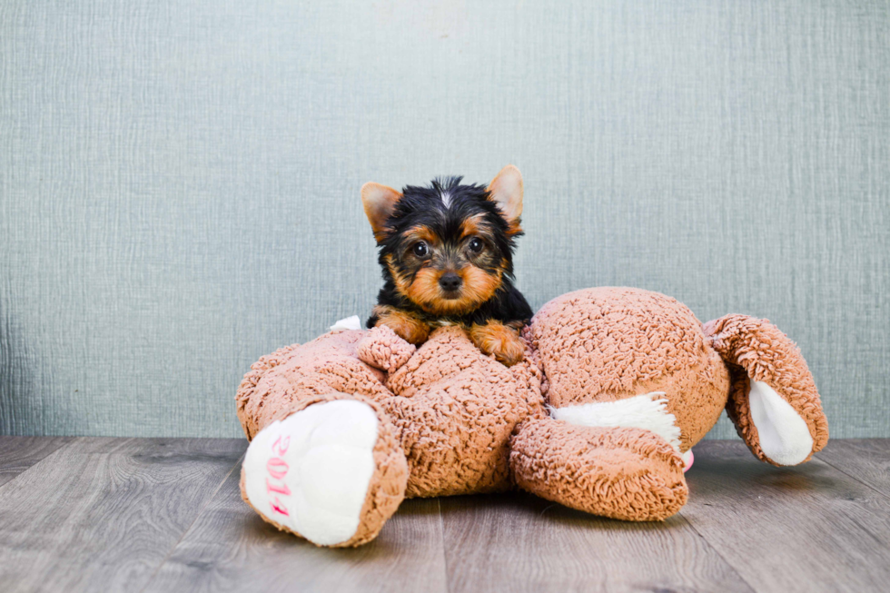 Meet Tinkerbell - our Yorkshire Terrier Puppy Photo 