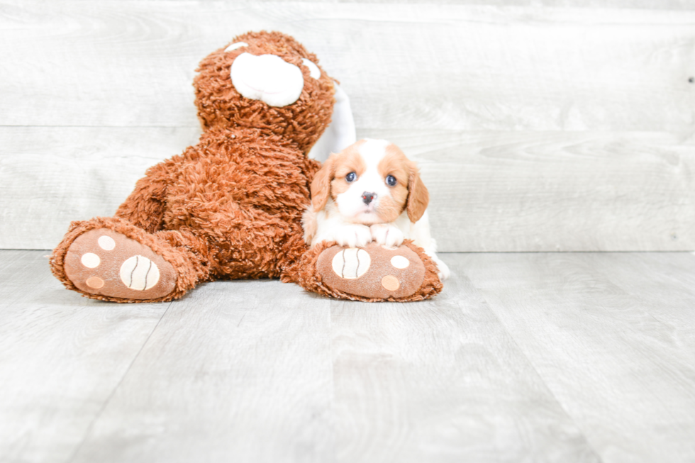 Hypoallergenic Cavalier King Charles Spaniel Purebred Pup