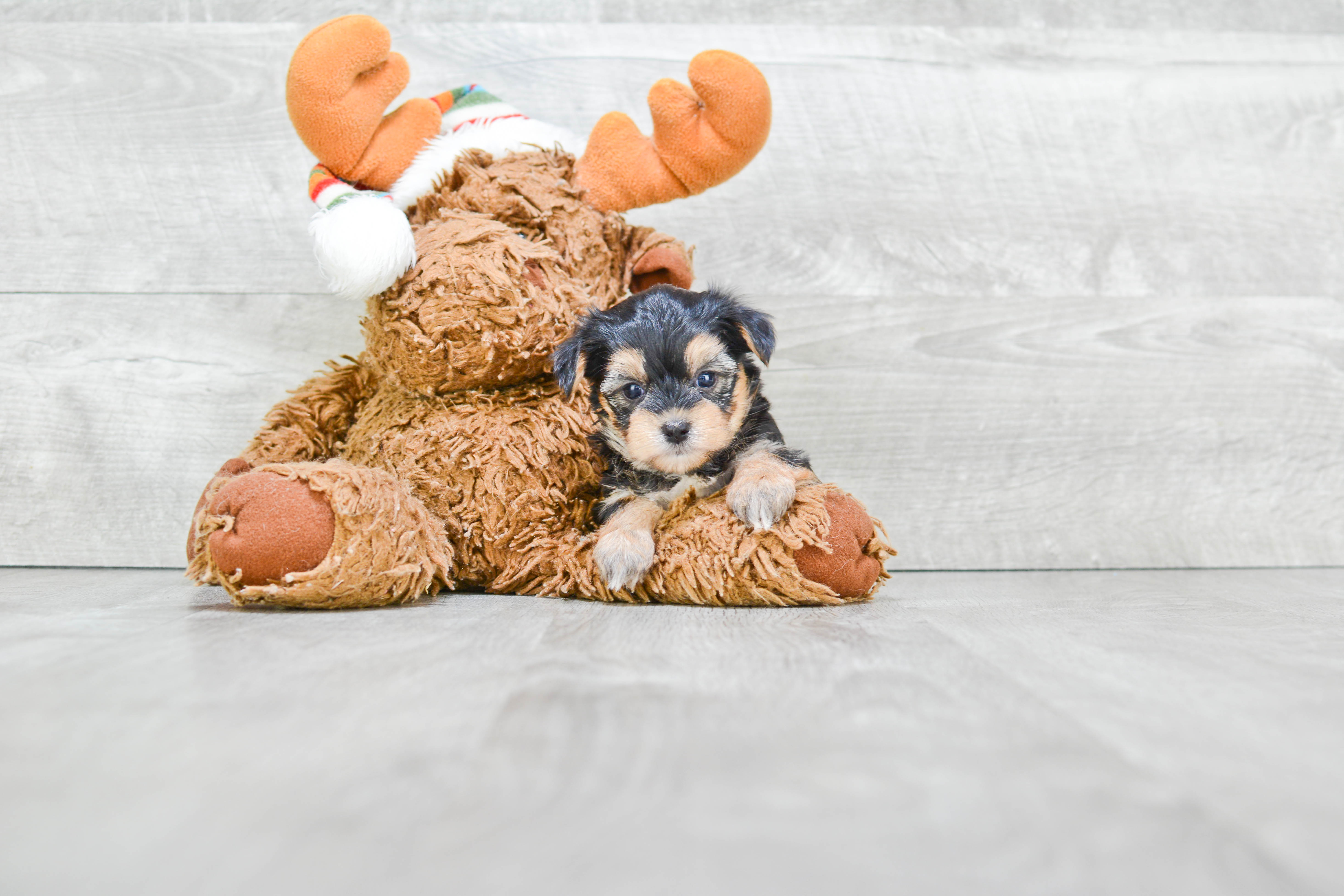 Best Morkie Baby