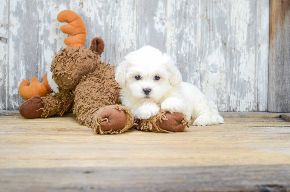 Teddy Bear Pup Being Cute