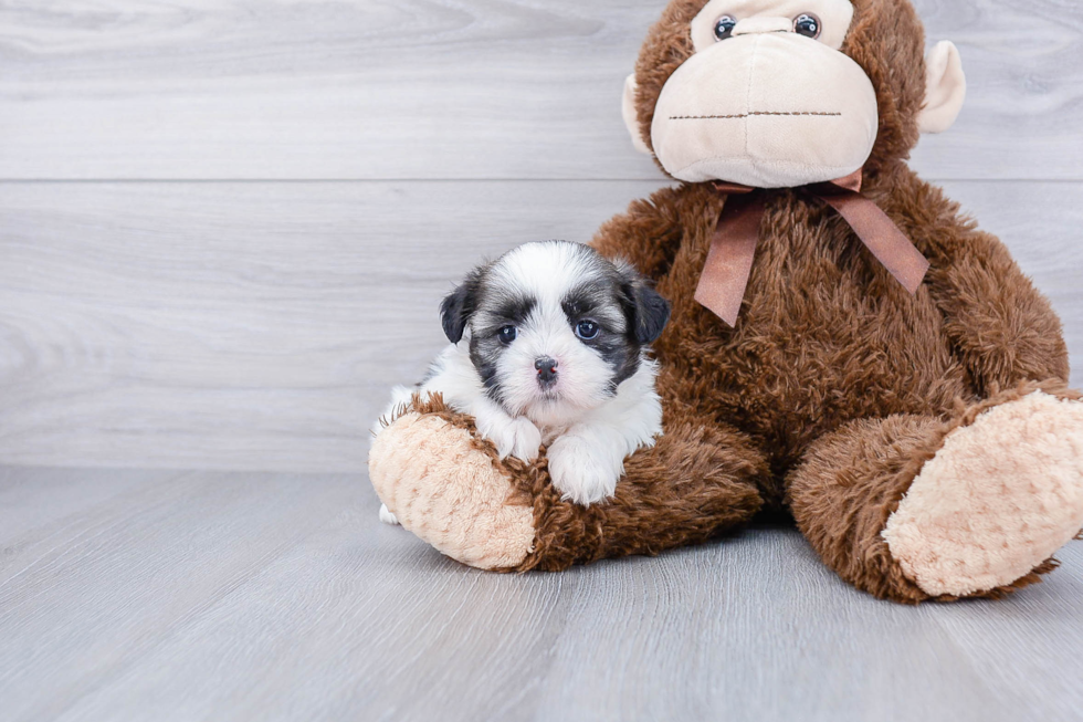 Popular Teddy Bear Designer Pup