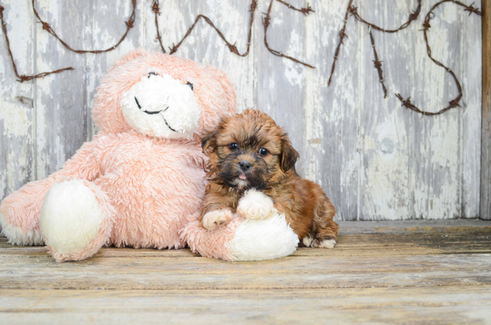 Teddy Bear Puppy for Adoption