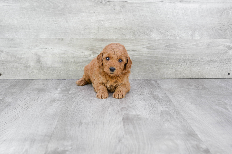 Mini Goldendoodle Puppy for Adoption