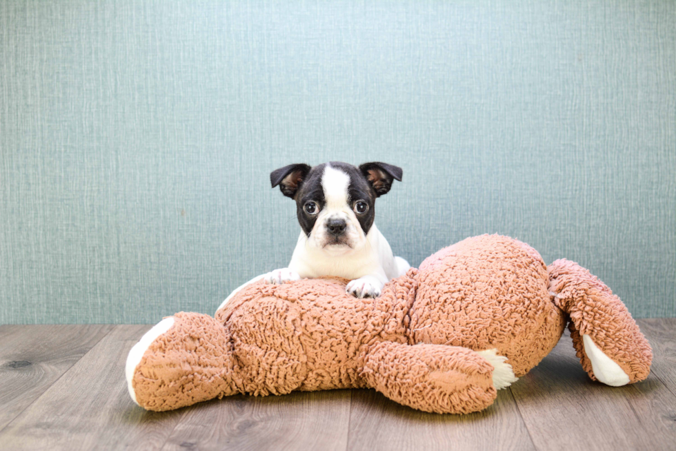 Best Boston Terrier Baby