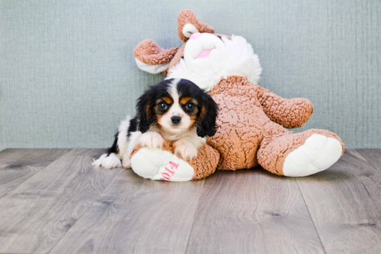 Cavalier King Charles Spaniel Pup Being Cute