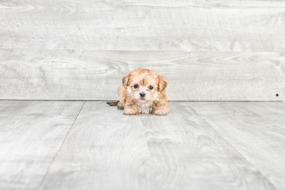 Morkie Pup Being Cute