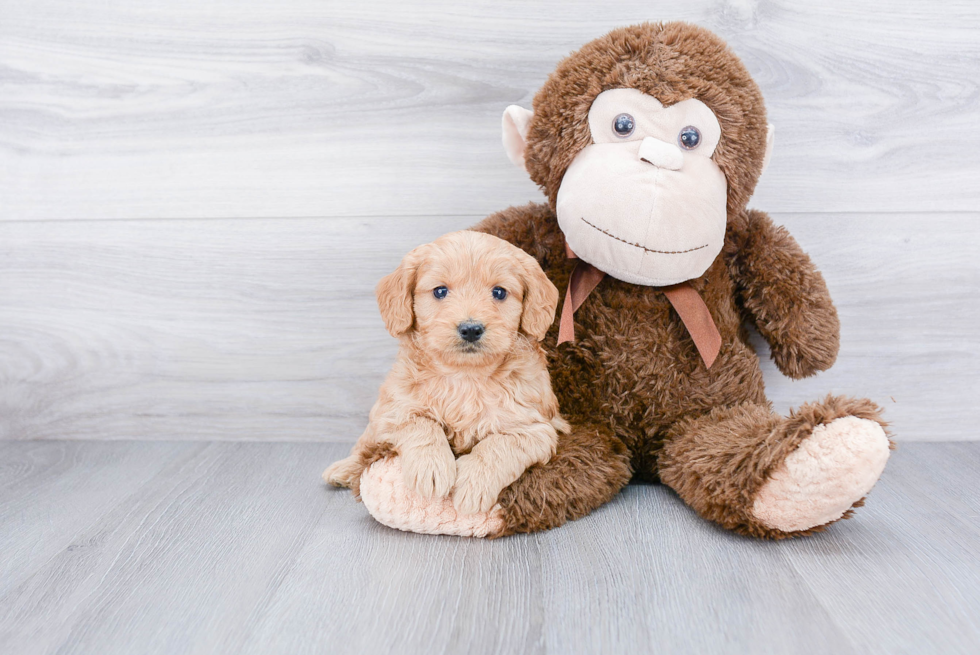 Sweet Mini Goldendoodle Baby