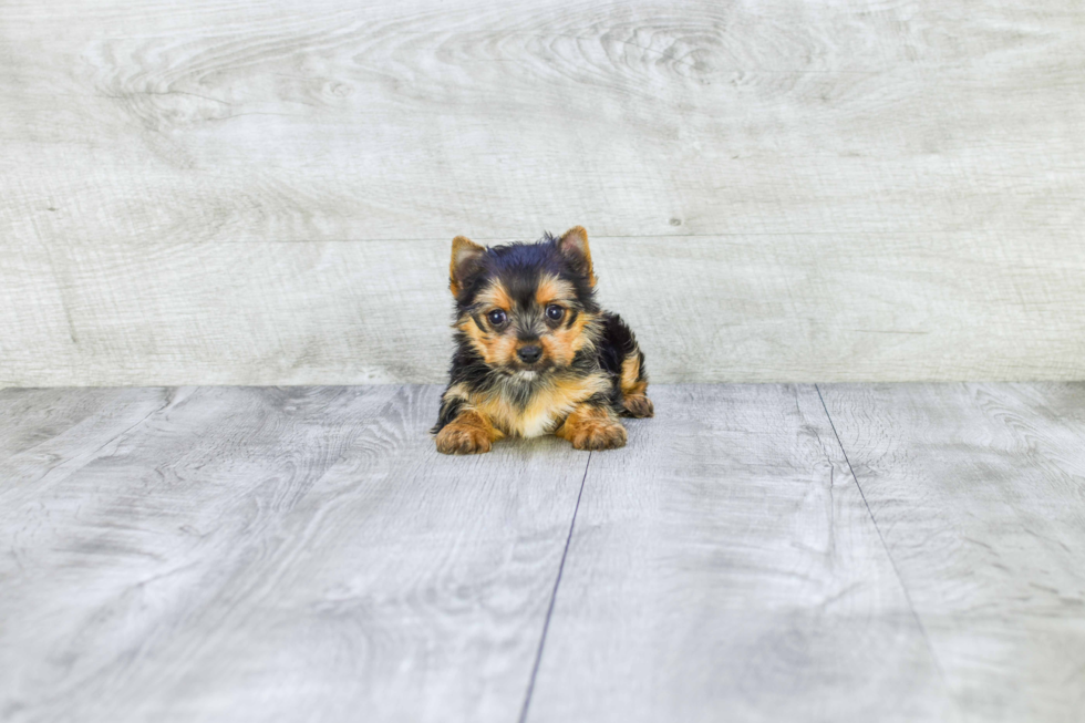 Meet Lisa - our Yorkshire Terrier Puppy Photo 