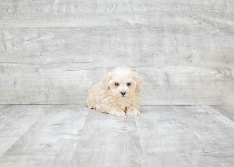 Maltipoo Puppy for Adoption